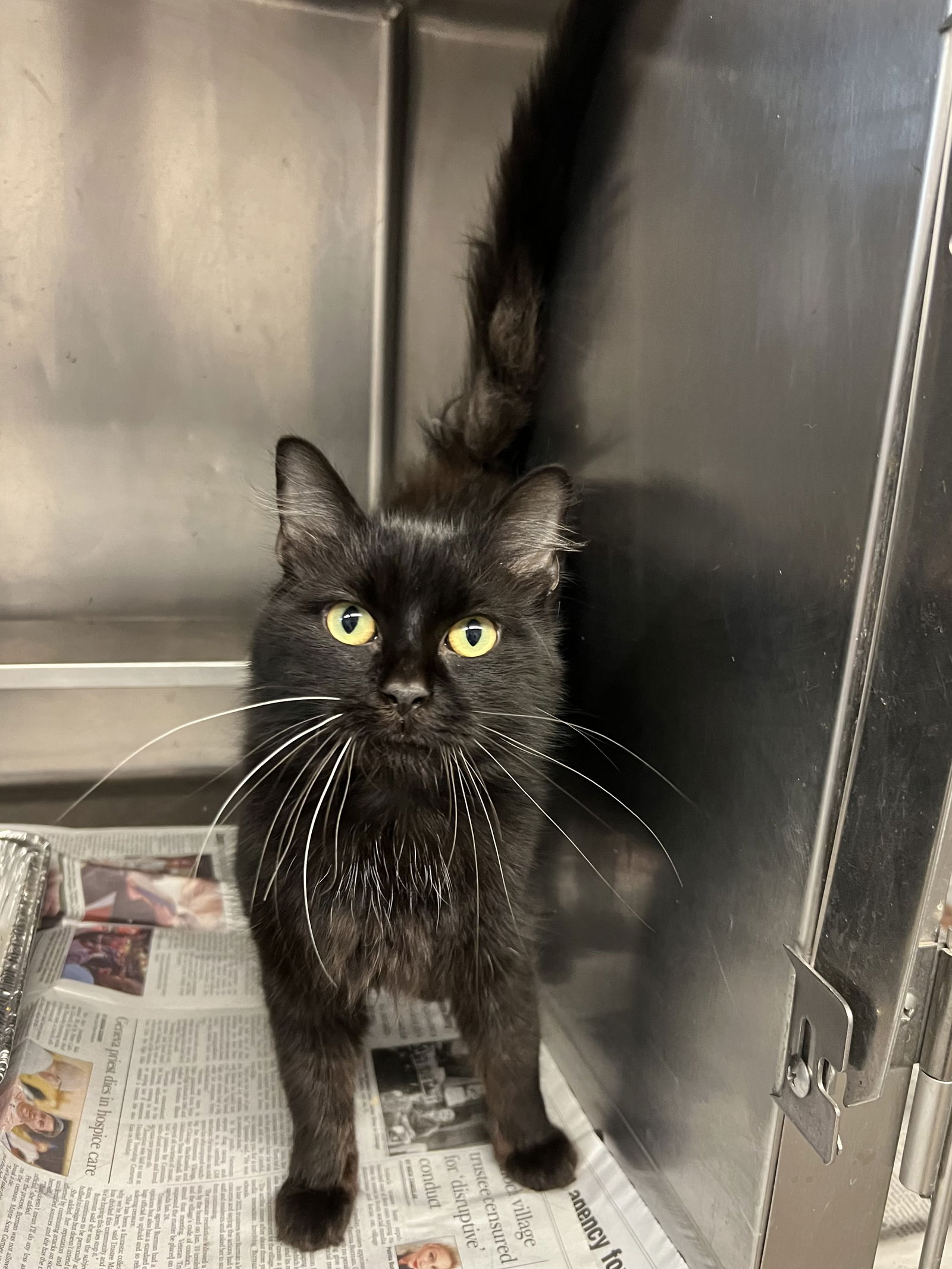 adoptable Cat in Aurora, IL named Pocky