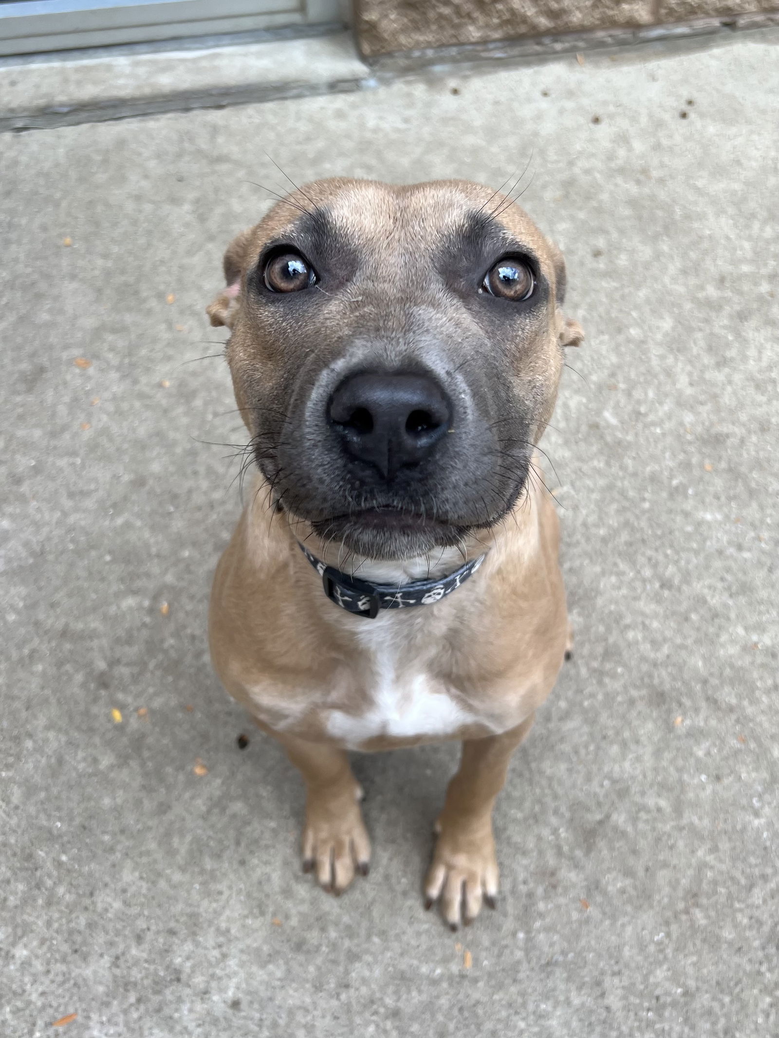 adoptable Dog in Aurora, IL named Meridian