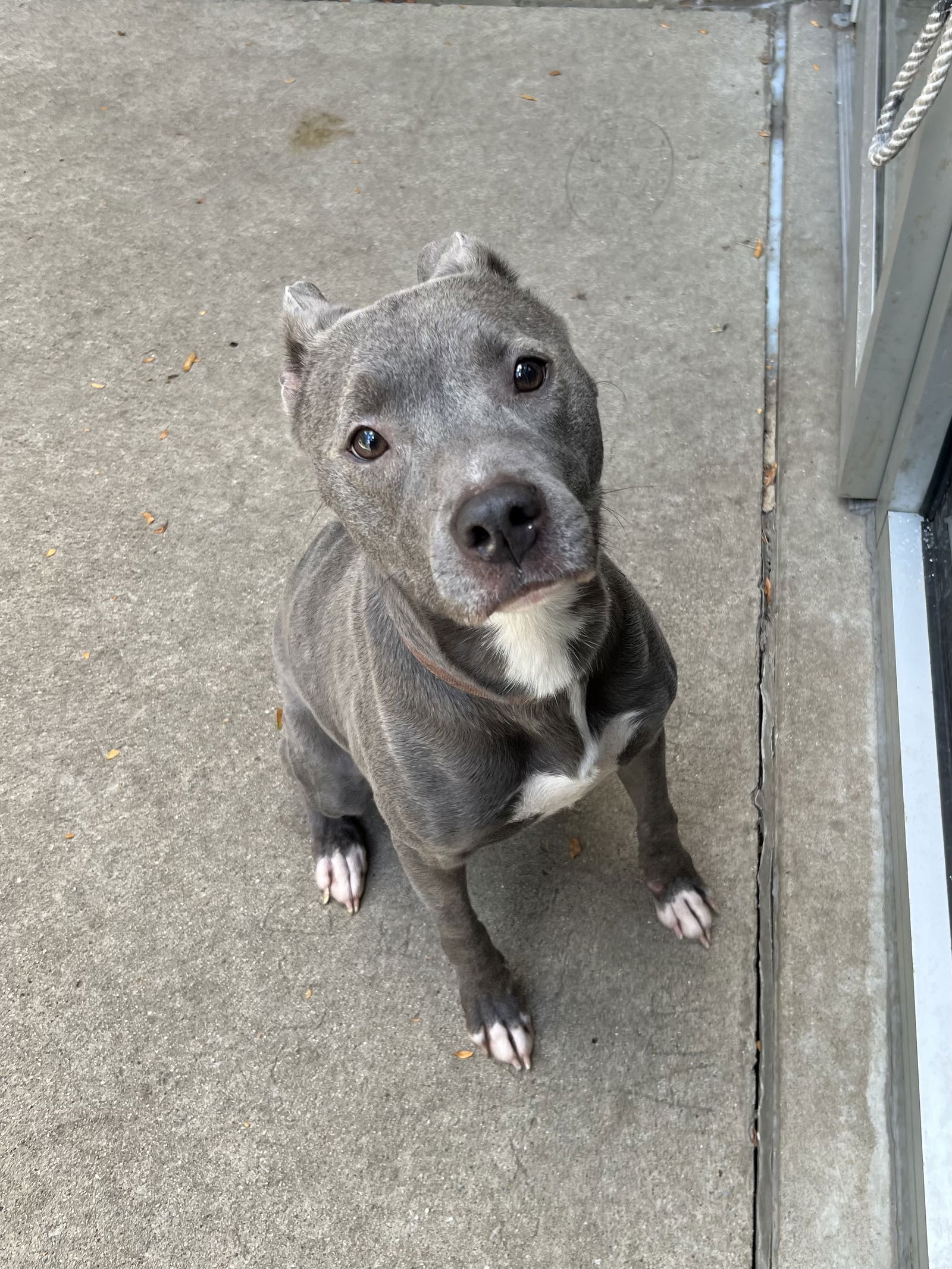 adoptable Dog in Aurora, IL named Ruby