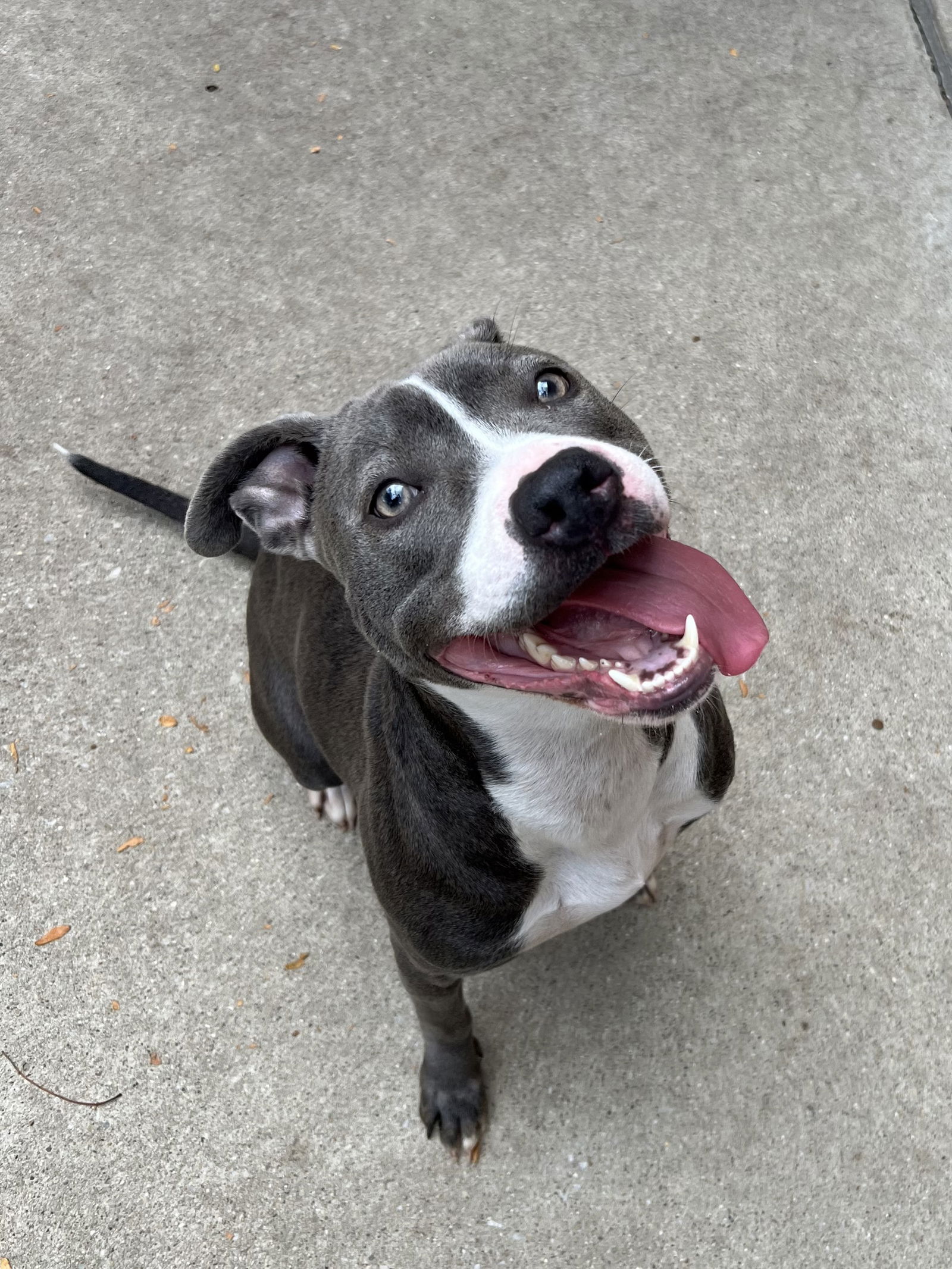 adoptable Dog in Aurora, IL named Laika