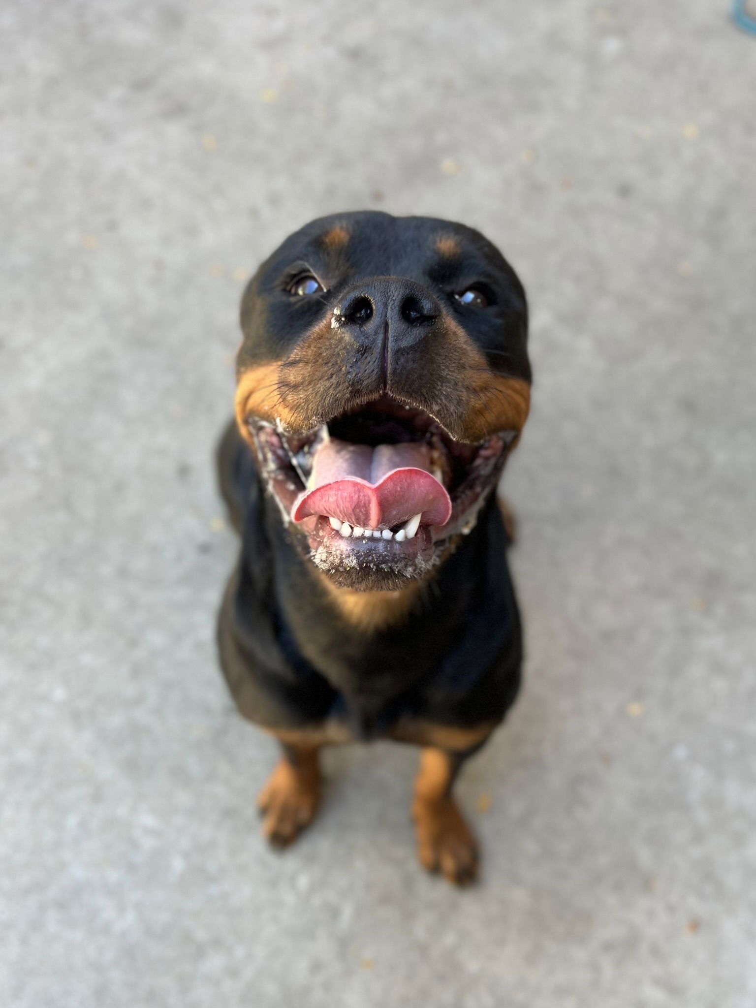 adoptable Dog in Aurora, IL named Licorice