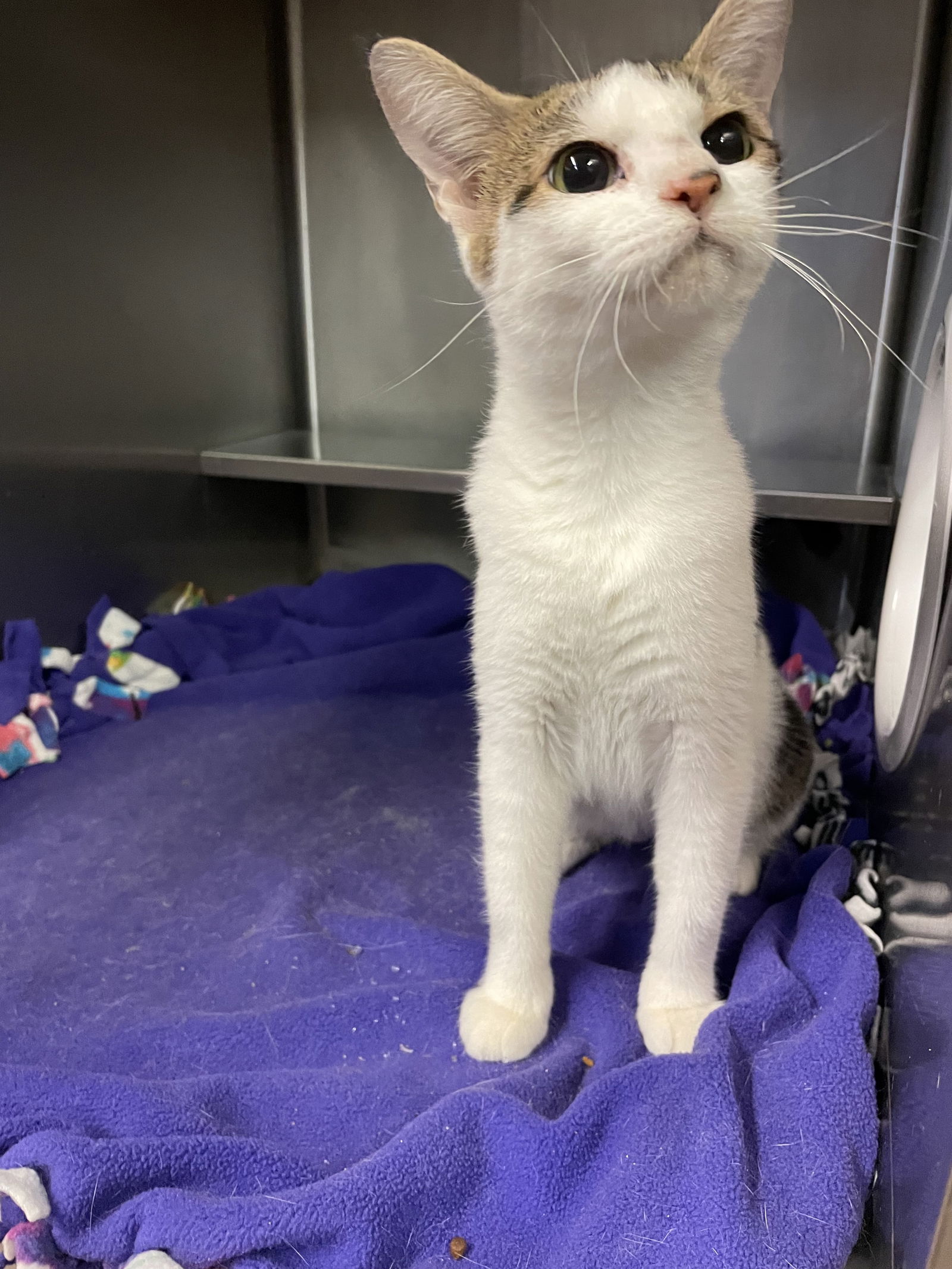 adoptable Cat in Aurora, IL named Almond