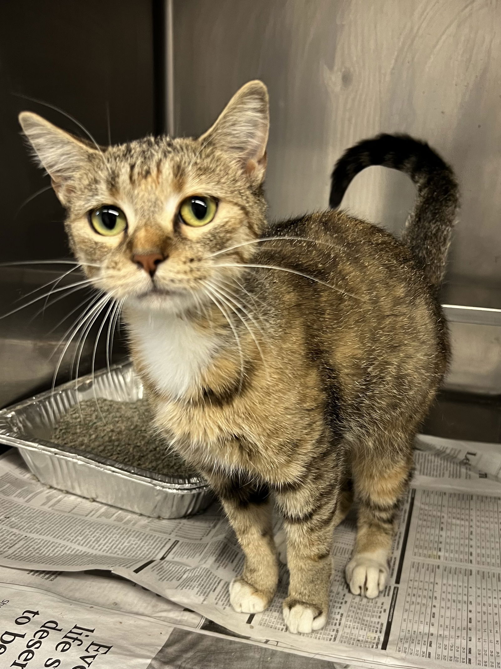 adoptable Cat in Aurora, IL named Apple