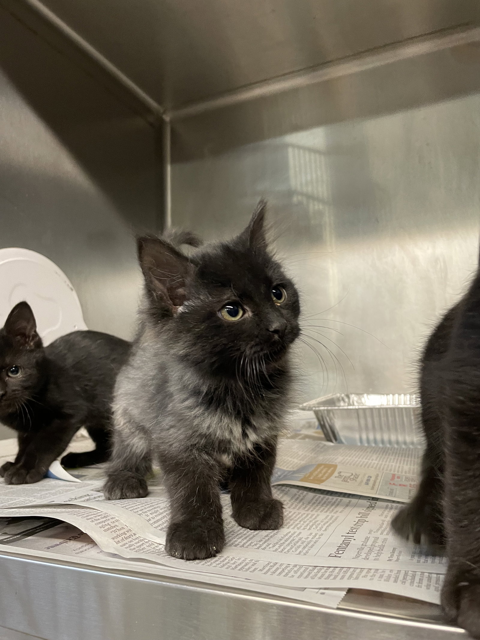 Cats for Adoption in Amboy, Illinois Alpha Paw