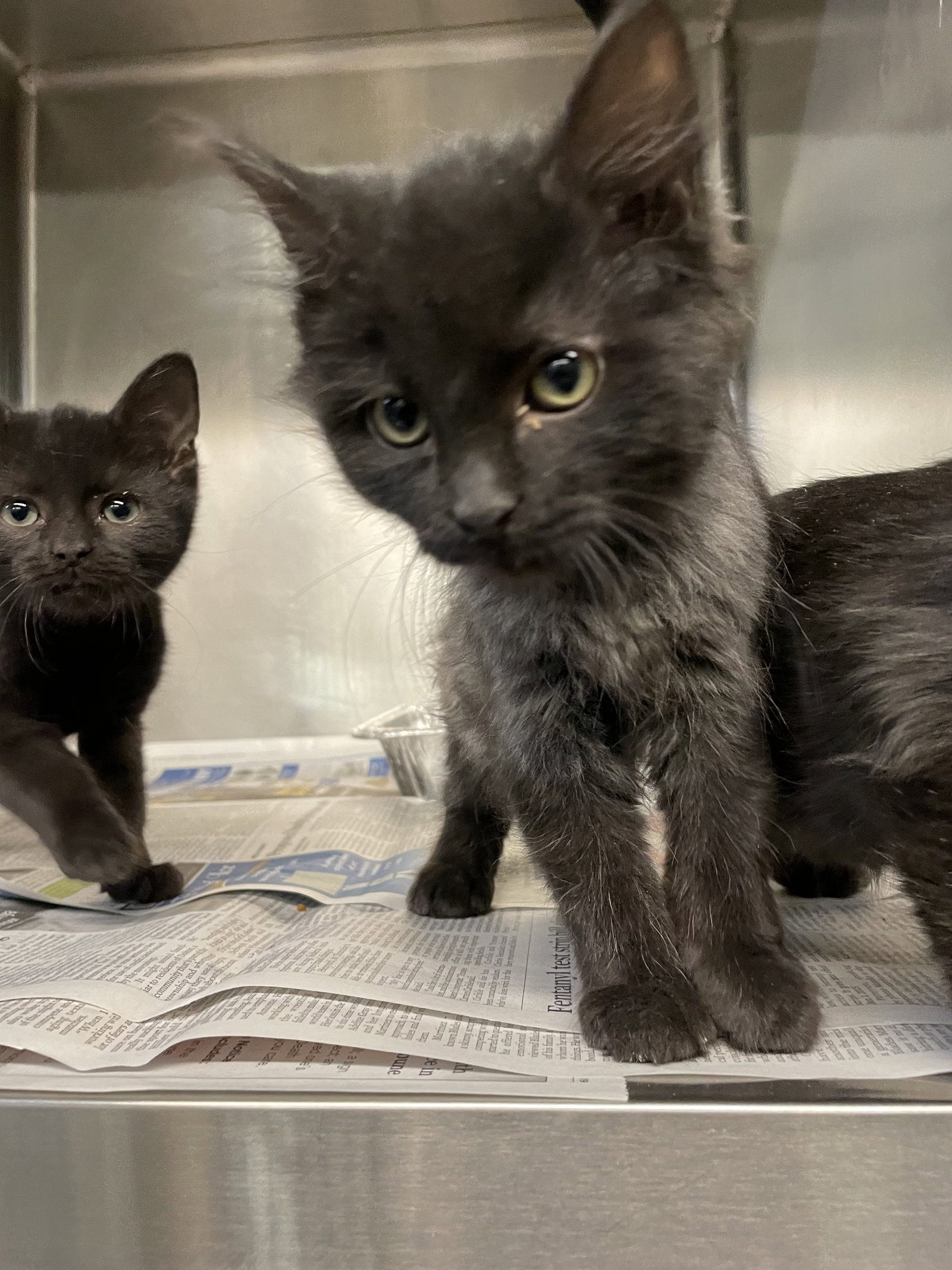 Cats for Adoption in Amboy, Illinois Alpha Paw