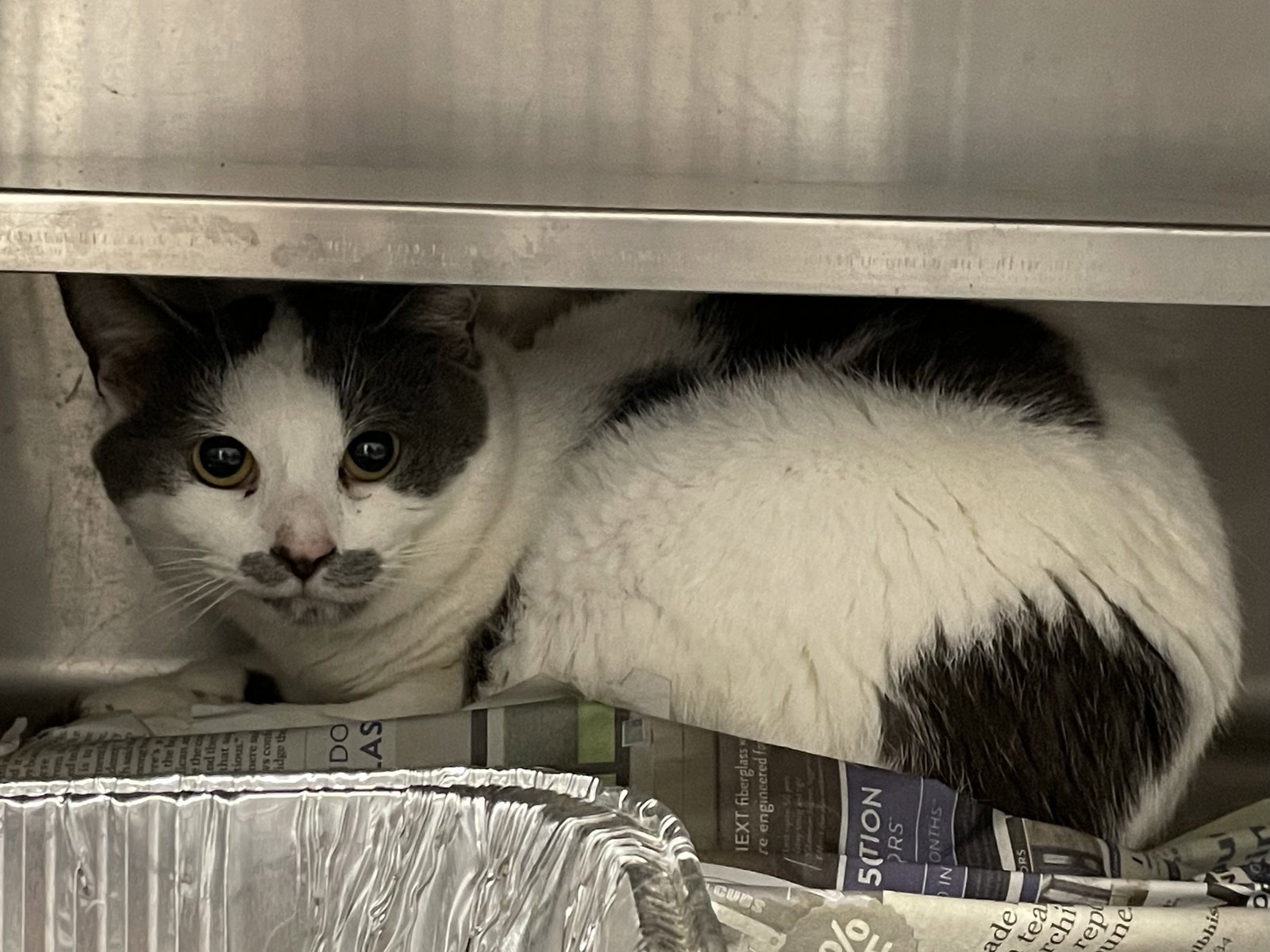 Cats for Adoption in Amboy, Illinois Alpha Paw