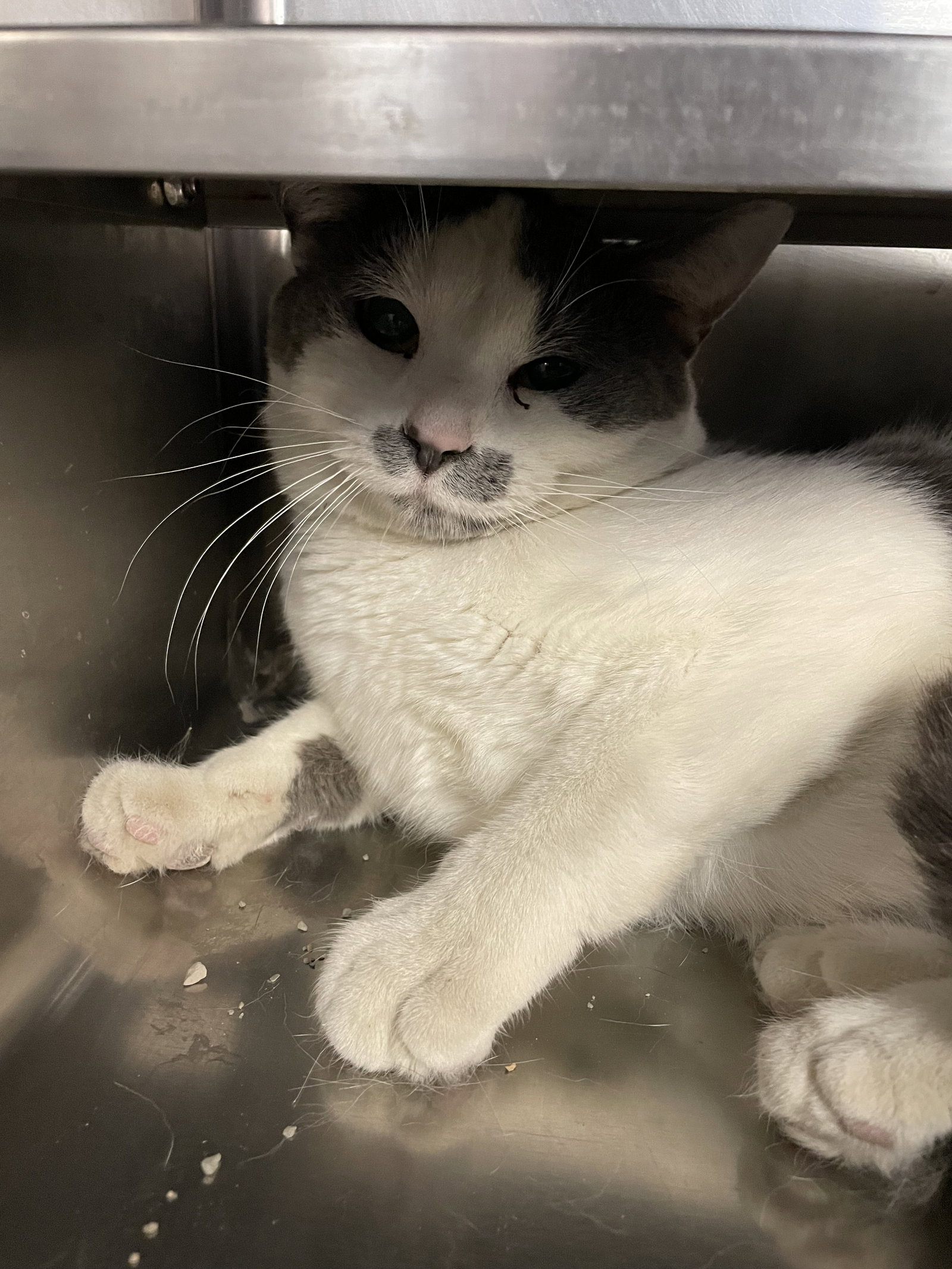 Cats for Adoption in Amboy, Illinois Alpha Paw