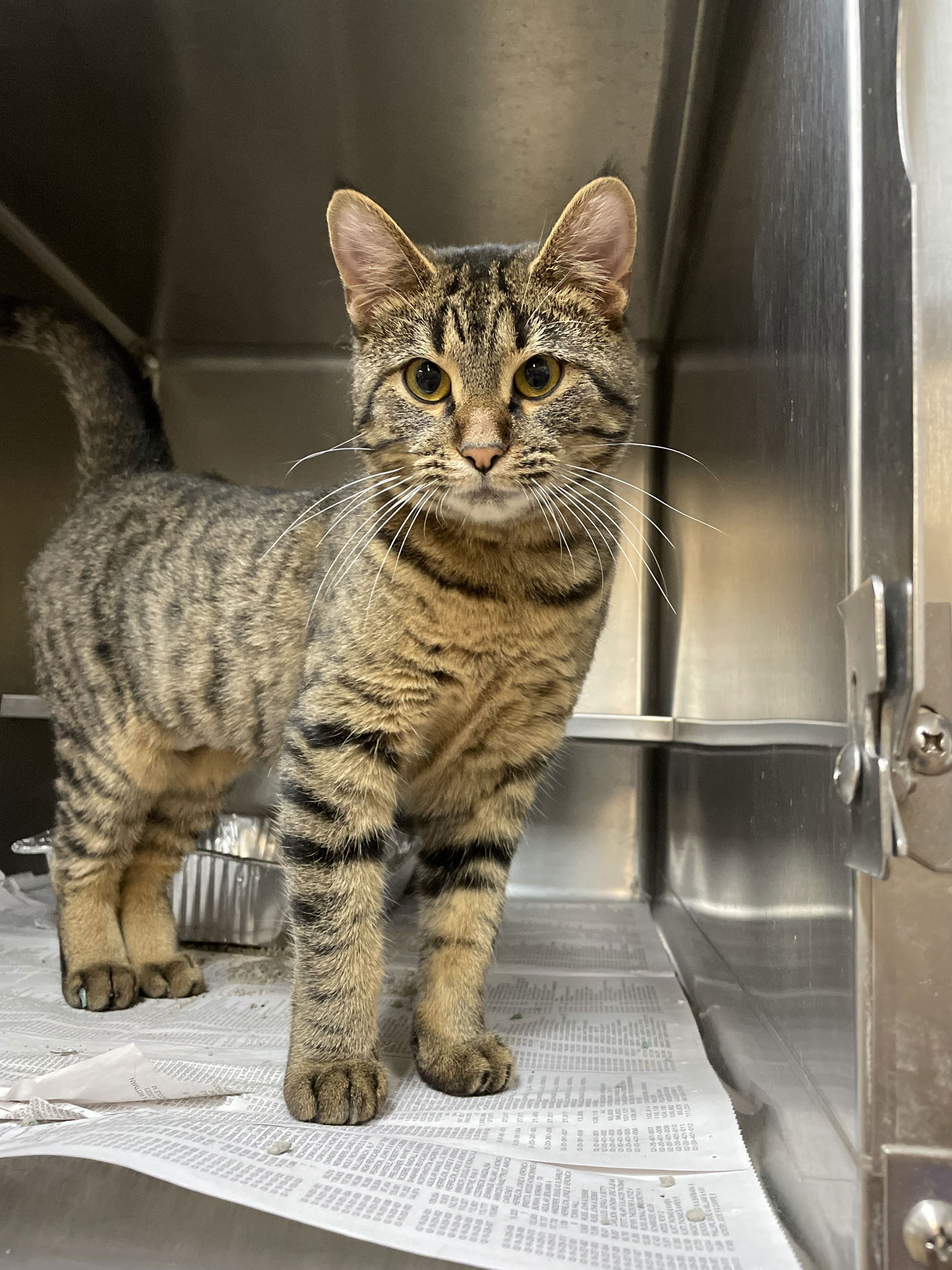 adoptable Cat in Aurora, IL named Pecan