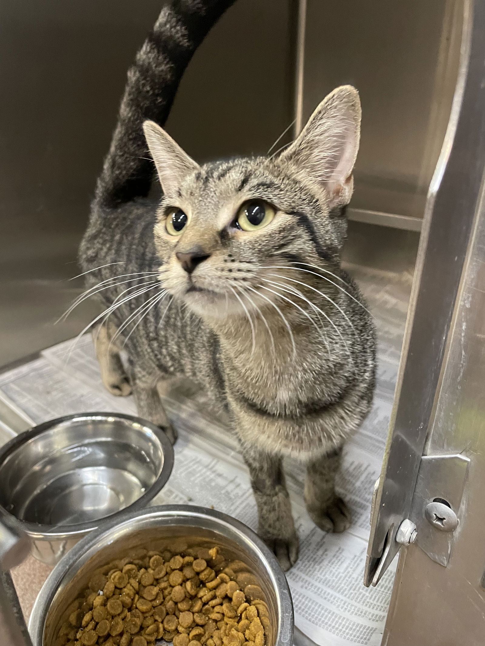 adoptable Cat in Aurora, IL named Sprout