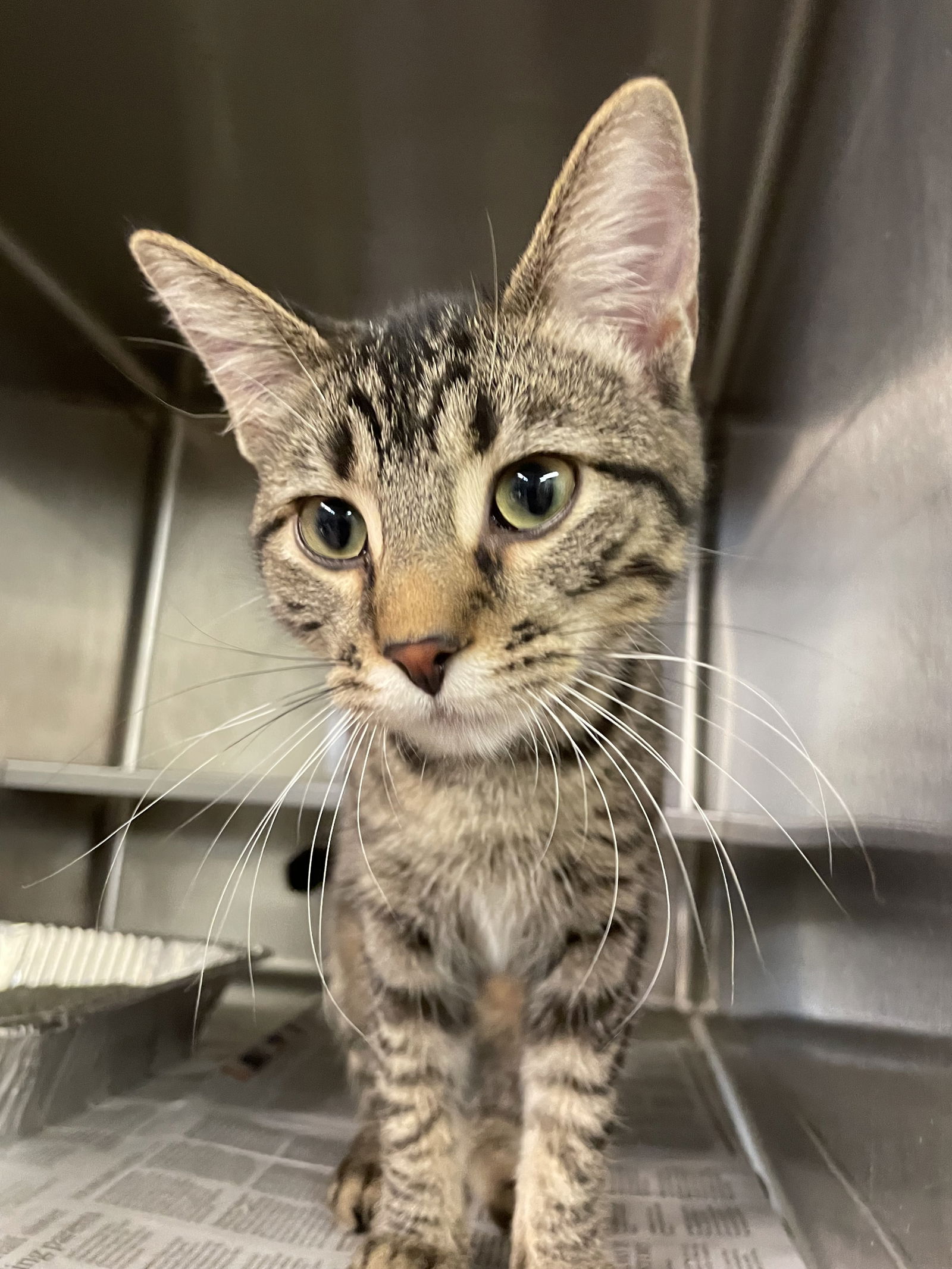 adoptable Cat in Aurora, IL named Tabitha