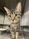 adoptable Cat in  named Tabitha