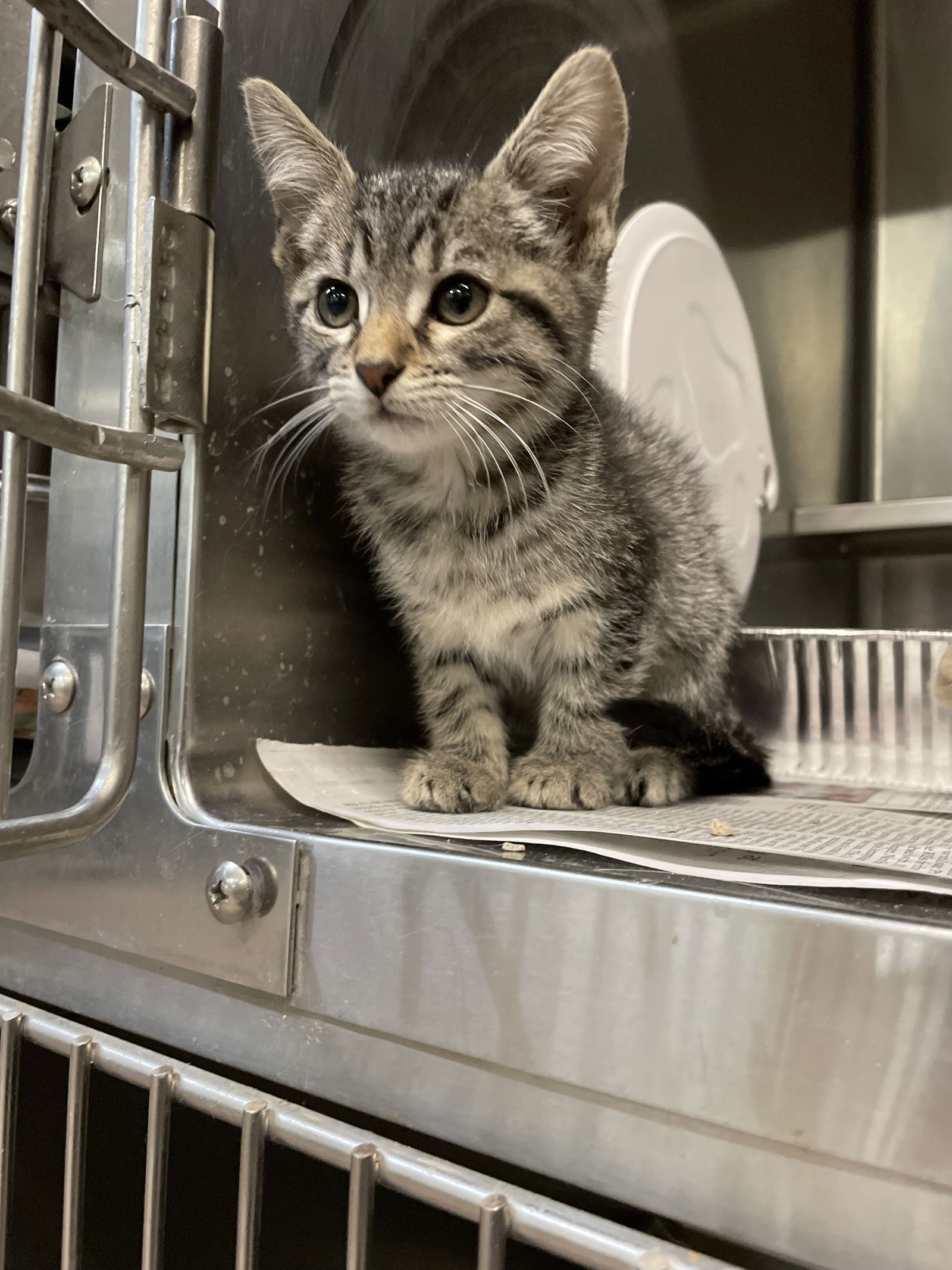 adoptable Cat in Aurora, IL named Acadia