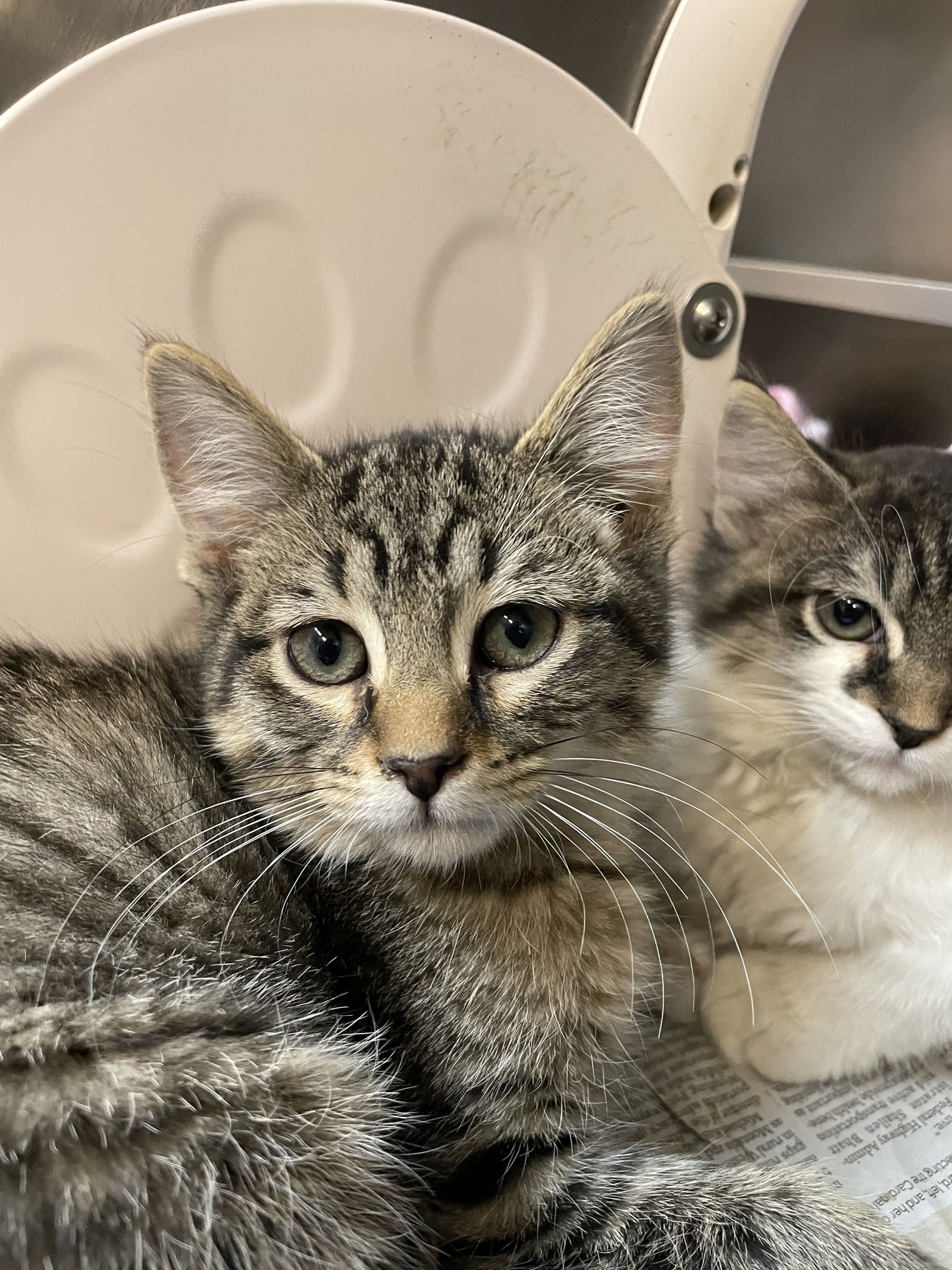 adoptable Cat in Aurora, IL named Oakley