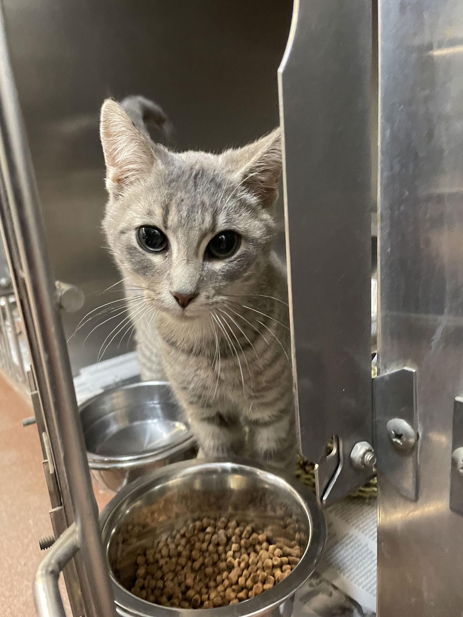 adoptable Cat in Aurora, IL named Saint Lucia