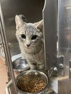 adoptable Cat in  named Saint Lucia