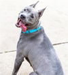 adoptable Dog in  named RUBY BLUE