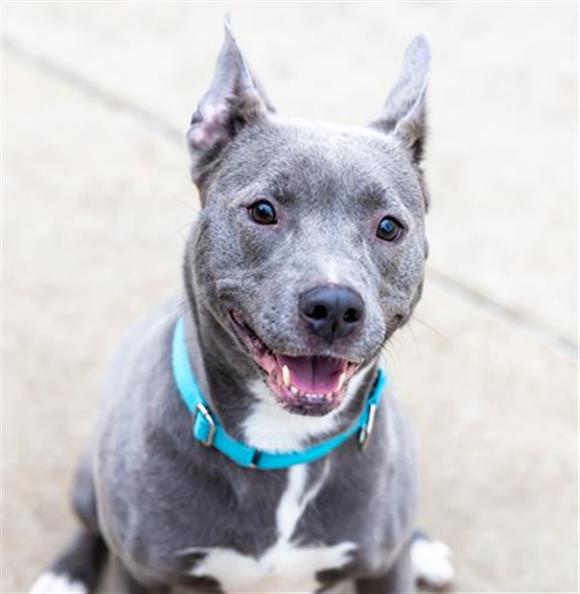 adoptable Dog in Aurora, IL named RUBY BLUE