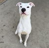 adoptable Dog in , IL named BONES