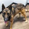 adoptable Dog in  named ODIN