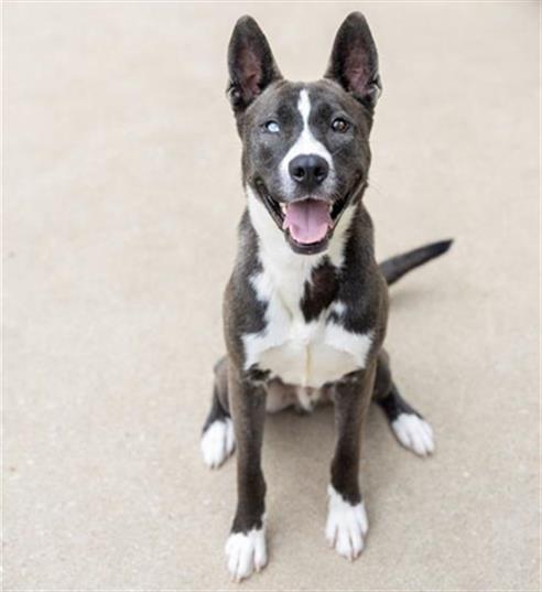 adoptable Dog in Aurora, IL named *DARCY