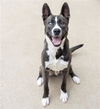 adoptable Dog in aurora, IL named *DARCY