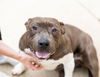 adoptable Dog in  named CAIRO