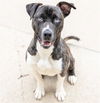 adoptable Dog in aurora, IL named MAX
