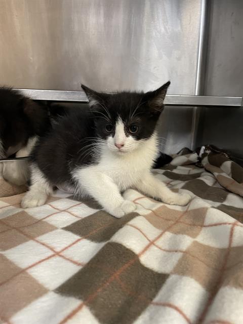adoptable Cat in Aurora, IL named *LILIAN