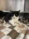 adoptable Cat in aurora, IL named *LILIAN