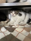 adoptable Cat in aurora, IL named *LORETTA