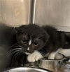 adoptable Cat in aurora, IL named *LUCILLE