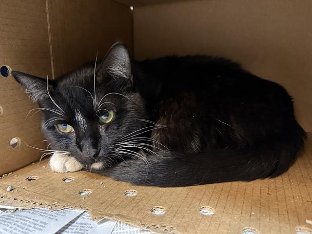 adoptable Cat in Aurora, IL named *FRANK