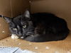 adoptable Cat in aurora, IL named *FRANK