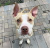 adoptable Dog in  named ROSE