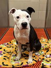 adoptable Dog in aurora, IL named ACE OF SPADES