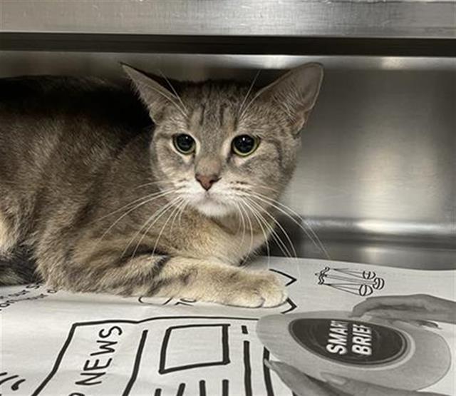 adoptable Cat in Aurora, IL named BELLA