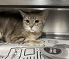 adoptable Cat in , IL named BELLA