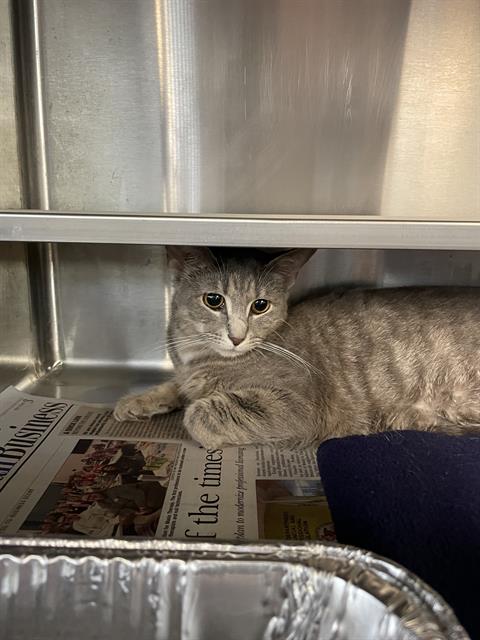 adoptable Cat in Aurora, IL named *PIANO