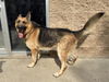 adoptable Dog in aurora, IL named *TED