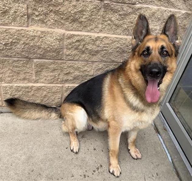 adoptable Dog in Aurora, IL named *TED