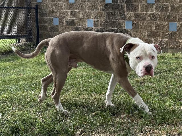 adoptable Dog in Aurora, IL named ACE OF DIAMONDS