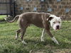 adoptable Dog in  named ACE OF DIAMONDS