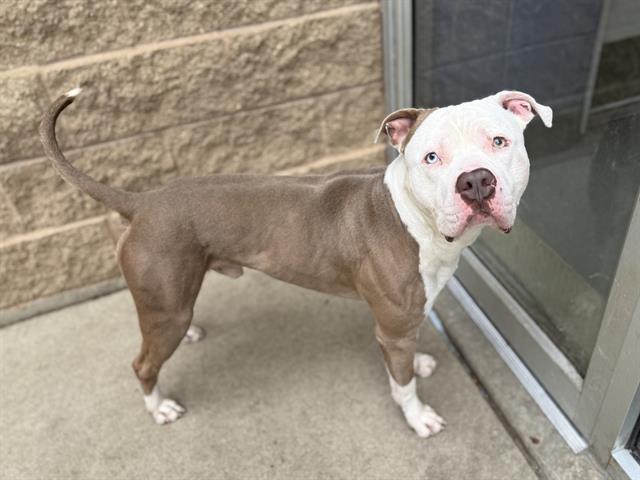 adoptable Dog in Aurora, IL named ACE OF DIAMONDS