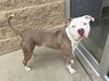 adoptable Dog in aurora, IL named ACE OF DIAMONDS