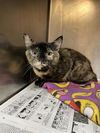 adoptable Cat in aurora, IL named *MOCHA