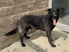 adoptable Dog in aurora, IL named *BILL