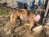 adoptable Dog in , IL named BELLA
