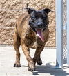 adoptable Dog in  named BELLA