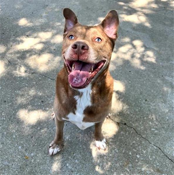 adoptable Dog in Aurora, IL named JAX