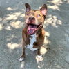 adoptable Dog in aurora, IL named JAX